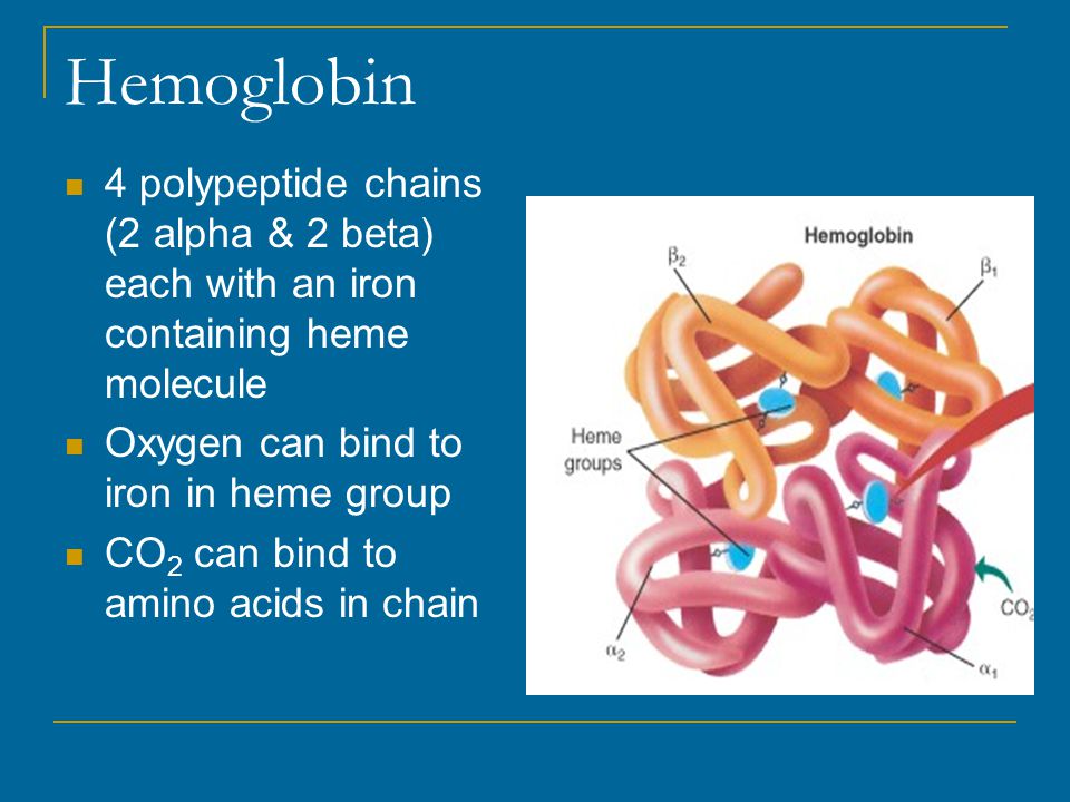 Hemoglobin 4 polypeptide chains (2 alpha & 2 beta) each with an iron containing heme molecule. Oxygen can bind to iron in heme group.