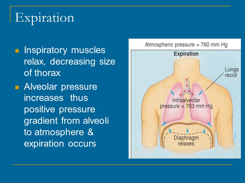 Expiration Inspiratory muscles relax, decreasing size of thorax