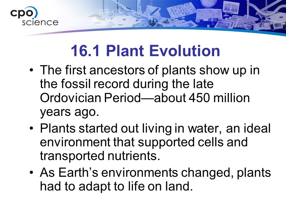 16.1 Plant Evolution The first ancestors of plants show up in the fossil record during the late Ordovician Period—about 450 million years ago.