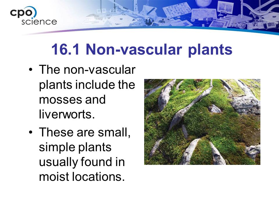16.1 Non-vascular plants The non-vascular plants include the mosses and liverworts.
