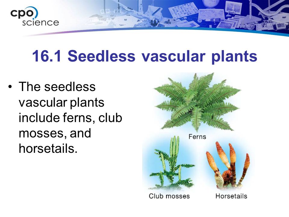 16.1 Seedless vascular plants