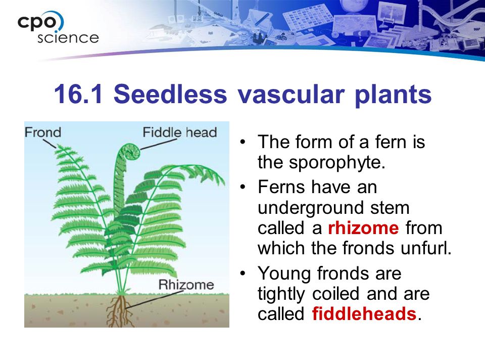 16.1 Seedless vascular plants