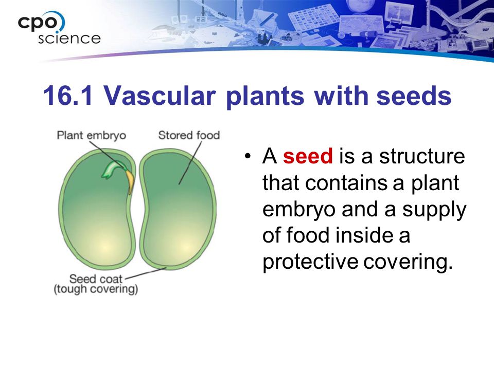 16.1 Vascular plants with seeds