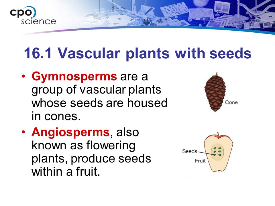 16.1 Vascular plants with seeds
