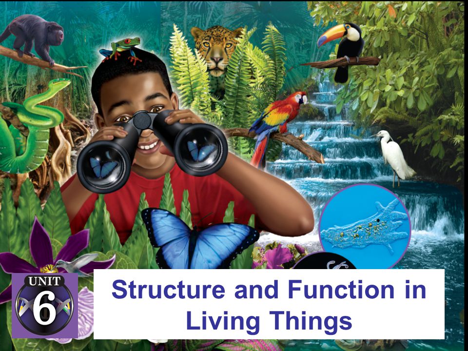Structure and Function in Living Things