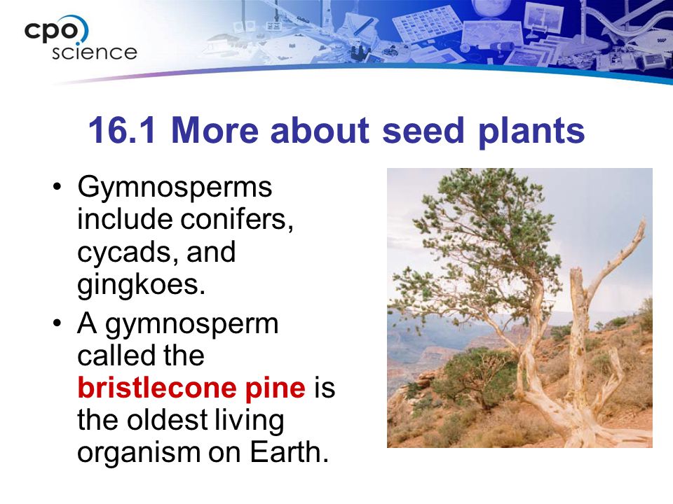 16.1 More about seed plants Gymnosperms include conifers, cycads, and gingkoes.