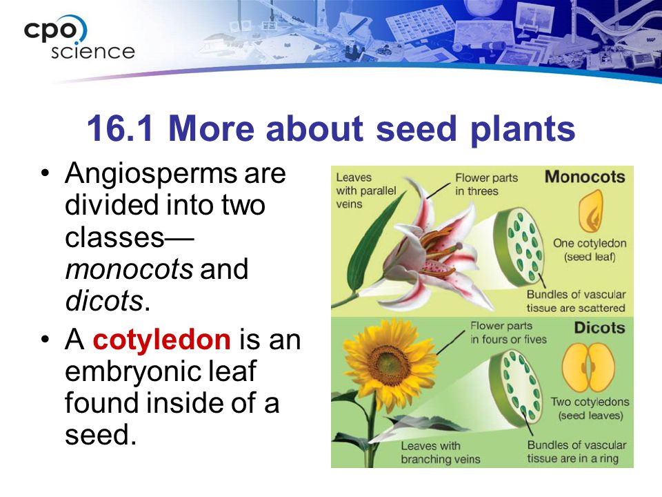16.1 More about seed plants Angiosperms are divided into two classes— monocots and dicots.
