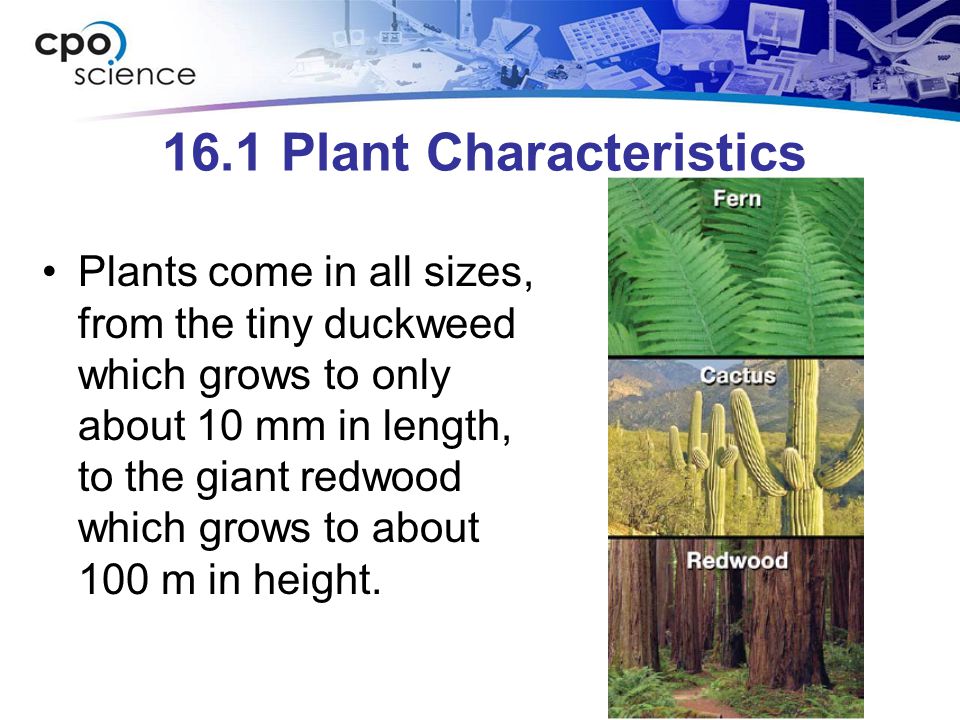 16.1 Plant Characteristics