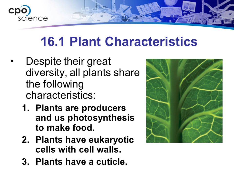 16.1 Plant Characteristics
