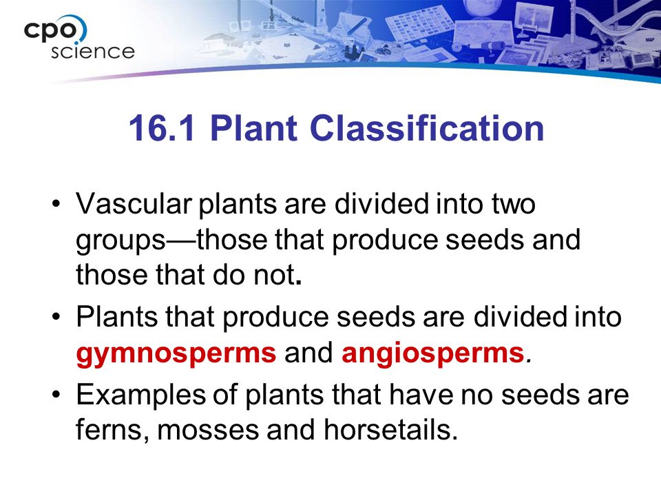 16.1 Plant Classification Vascular plants are divided into two groups—those that produce seeds and those that do not.