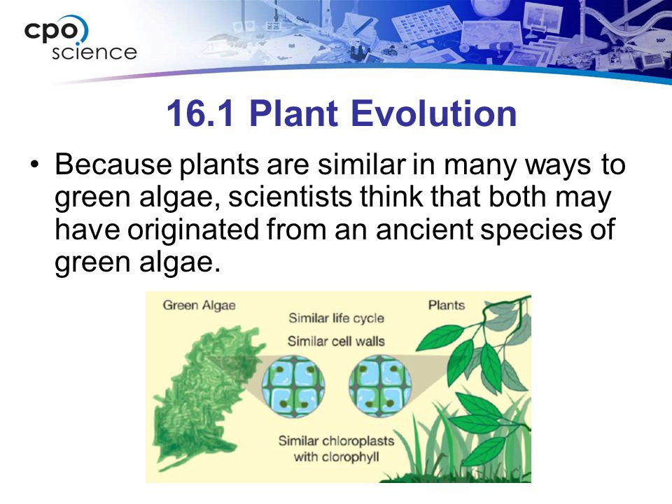 16.1 Plant Evolution