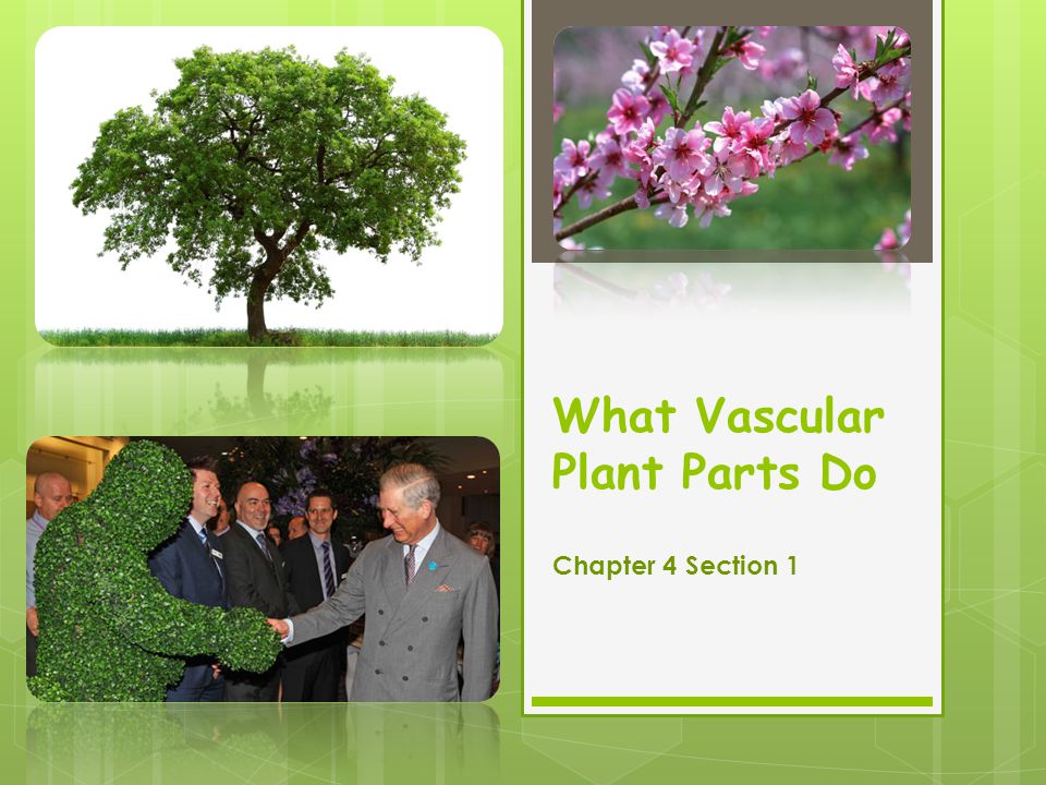 What Vascular Plant Parts Do