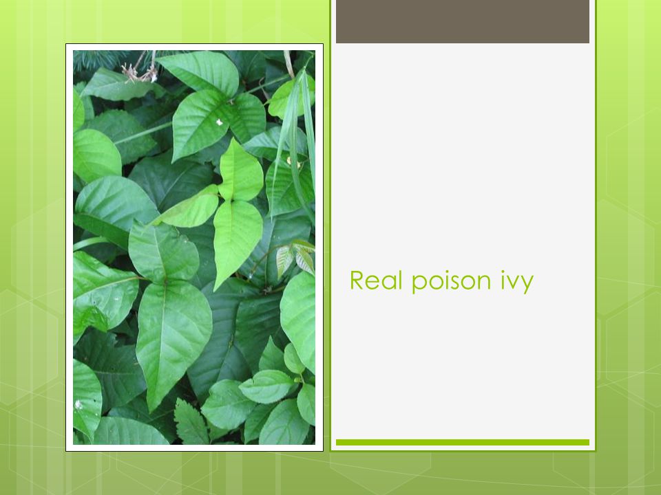 Real poison ivy