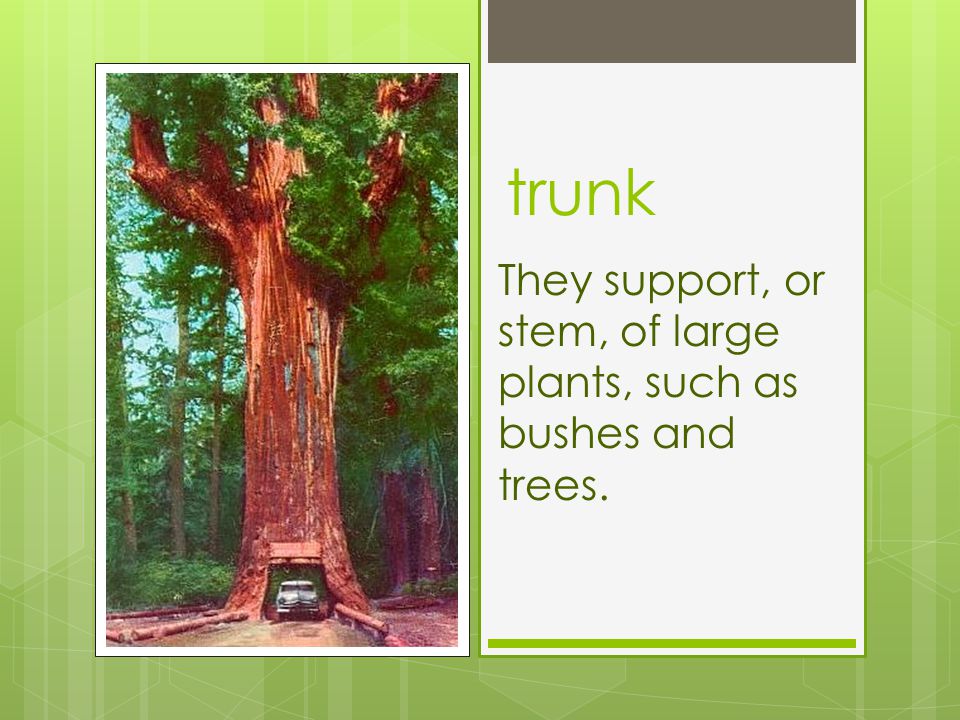 trunk They support, or stem, of large plants, such as bushes and trees.