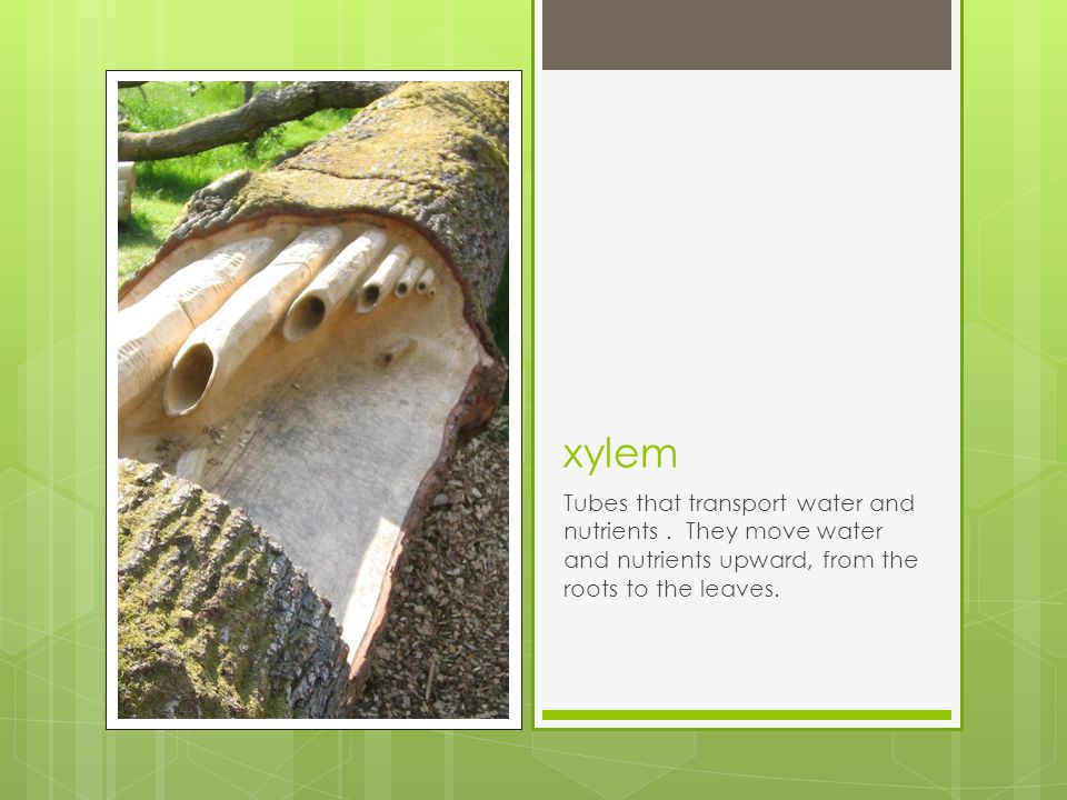 xylem Tubes that transport water and nutrients .