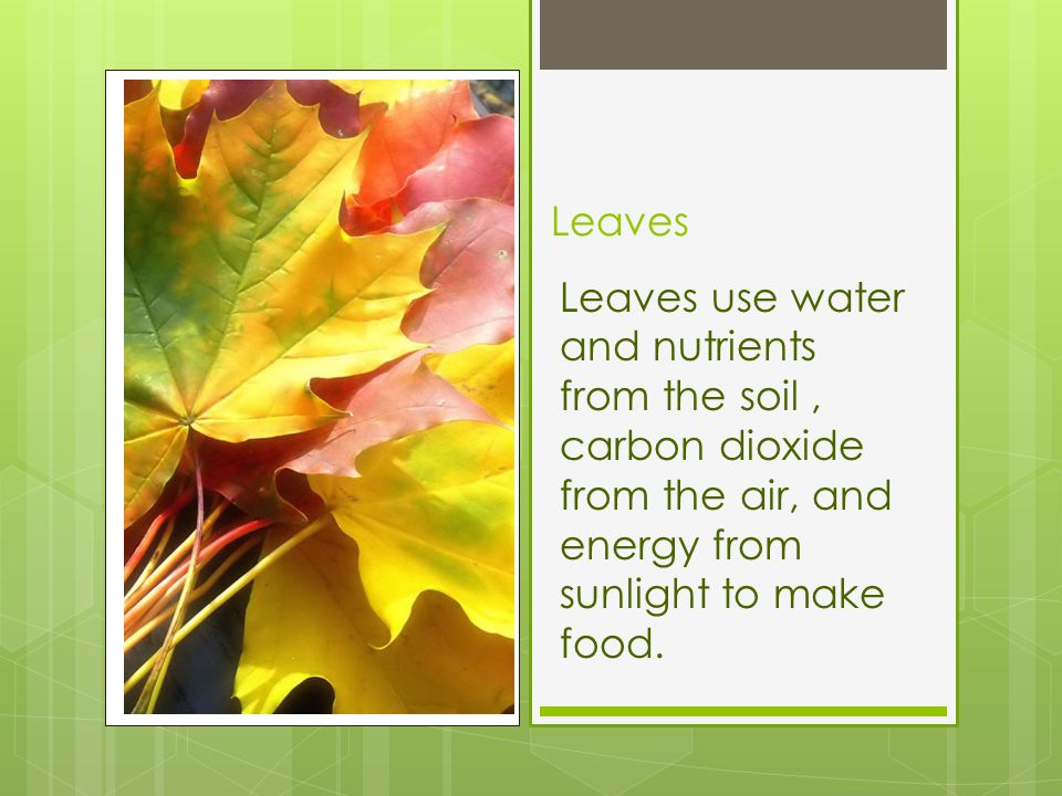 Leaves Leaves use water and nutrients from the soil , carbon dioxide from the air, and energy from sunlight to make food.