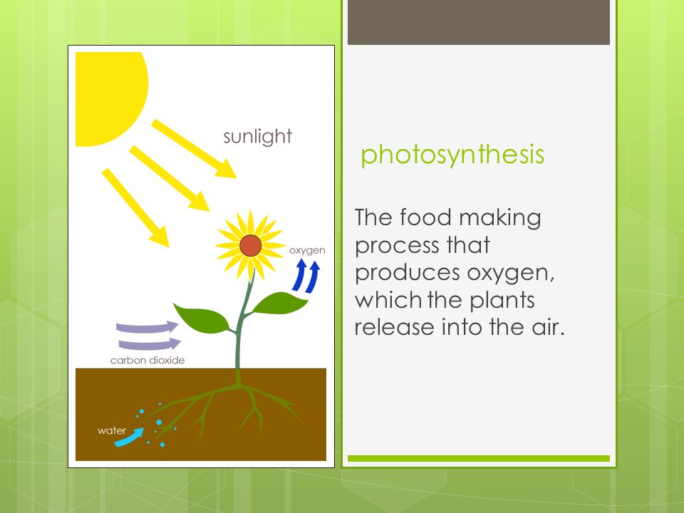 photosynthesis The food making process that produces oxygen, which the plants release into the air.