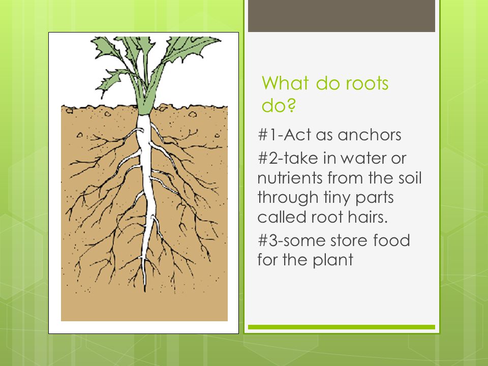 What do roots do #1-Act as anchors