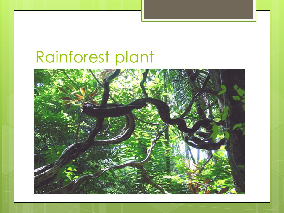 Rainforest plant