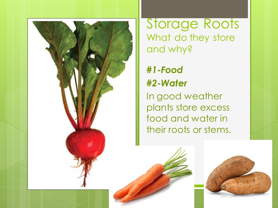Storage Roots What do they store and why