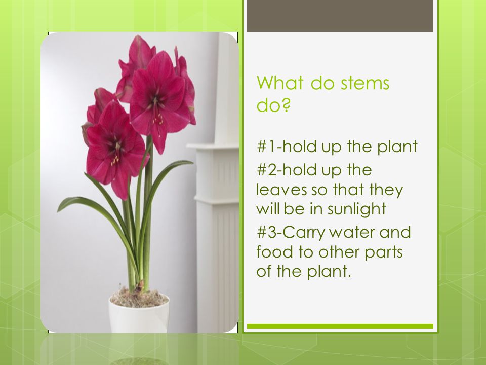 What do stems do #1-hold up the plant