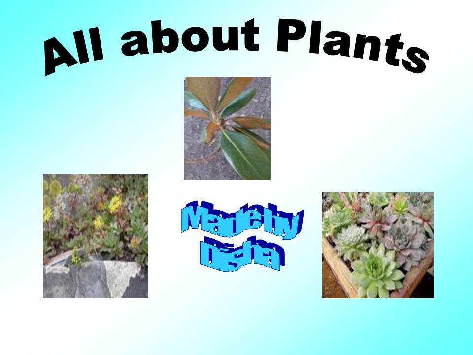 All about Plants Made by Disha