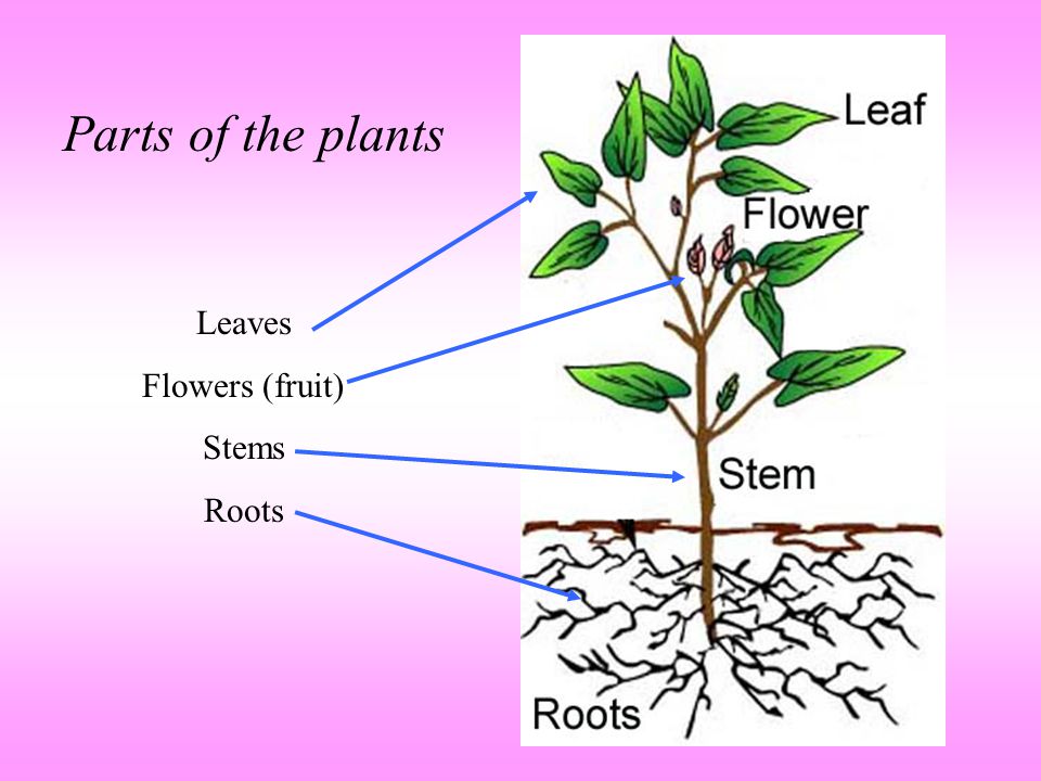 Parts of the plants Leaves Flowers (fruit) Stems Roots