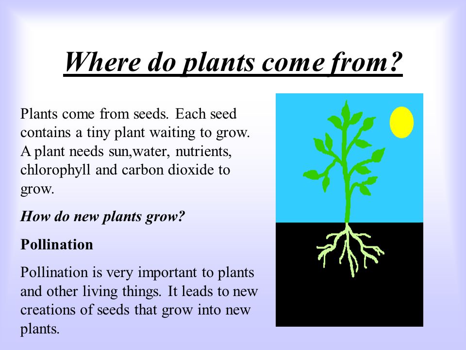 Where do plants come from