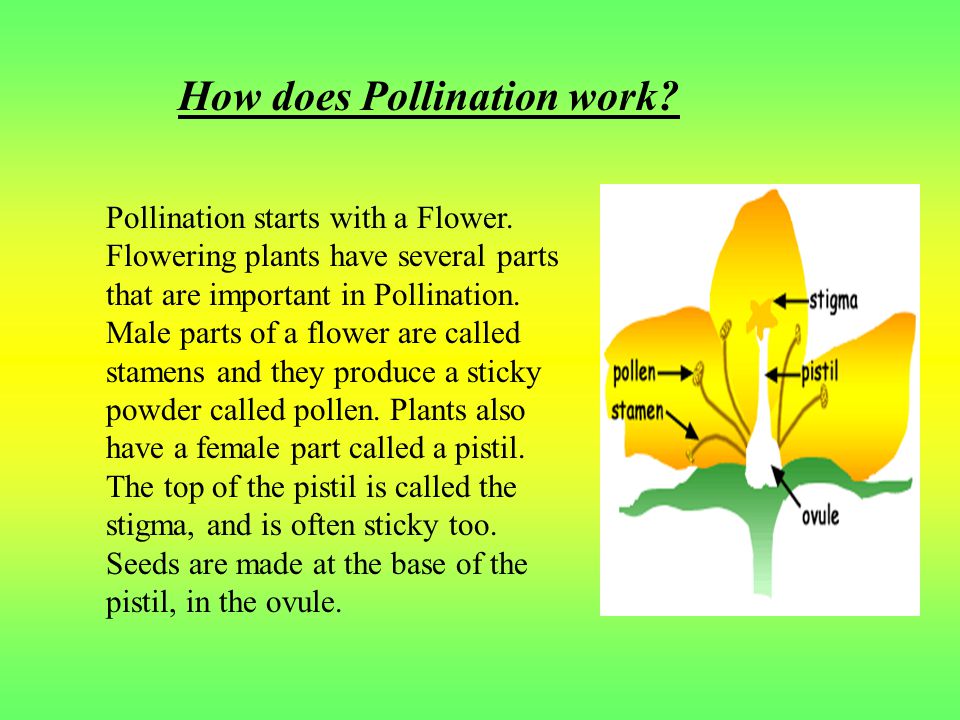How does Pollination work