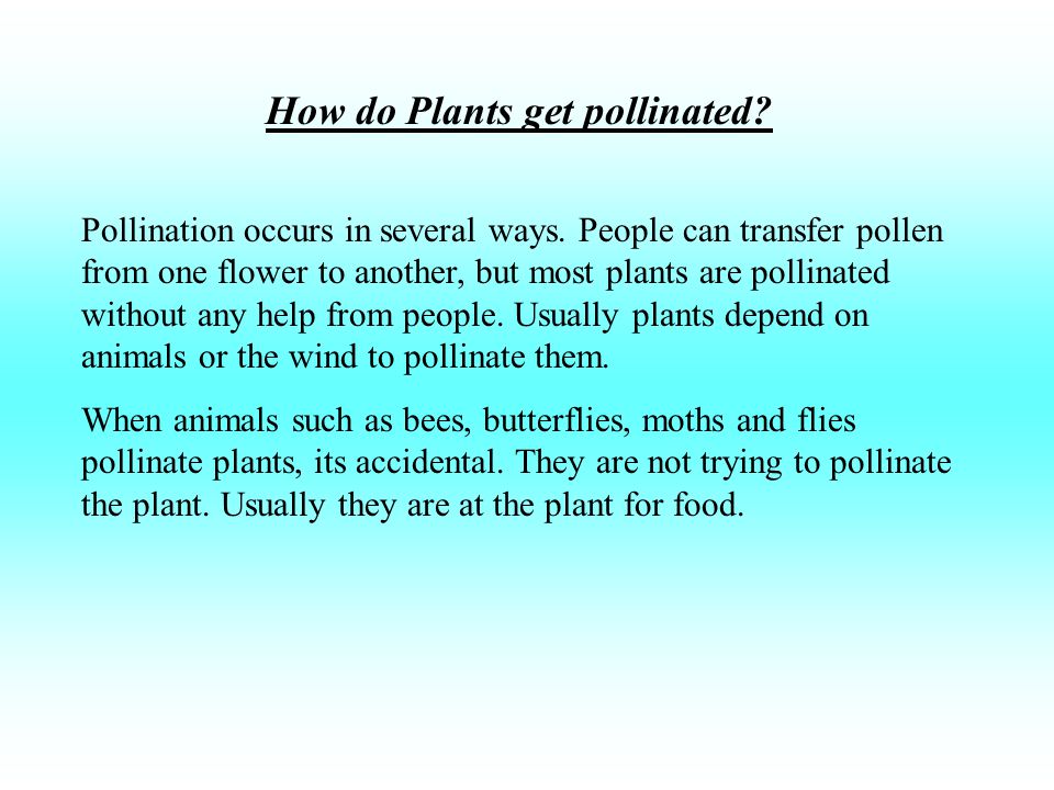 How do Plants get pollinated
