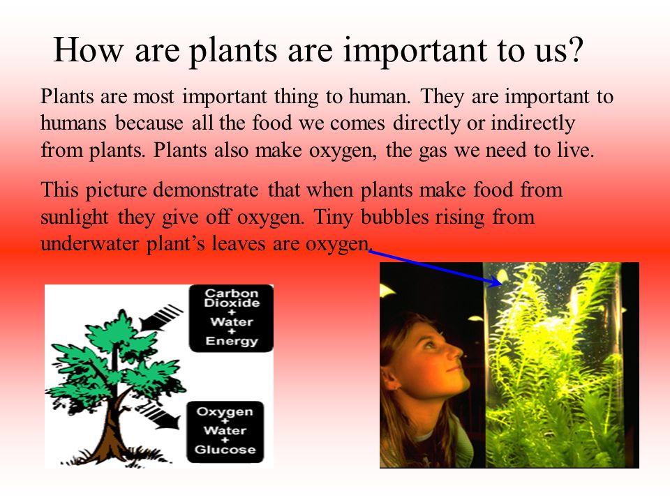 How are plants are important to us