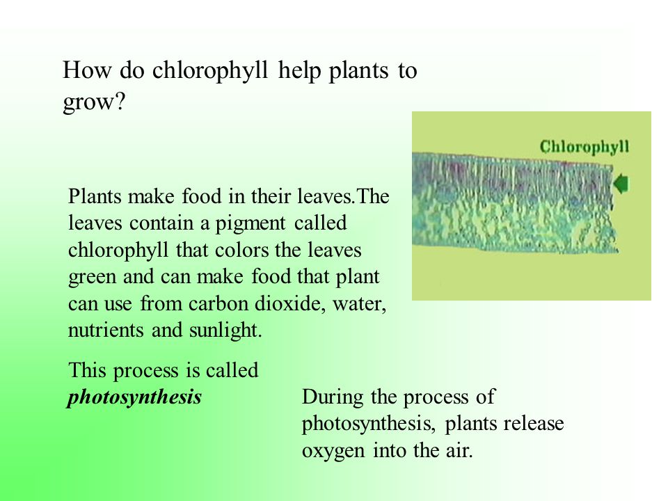 How do chlorophyll help plants to grow
