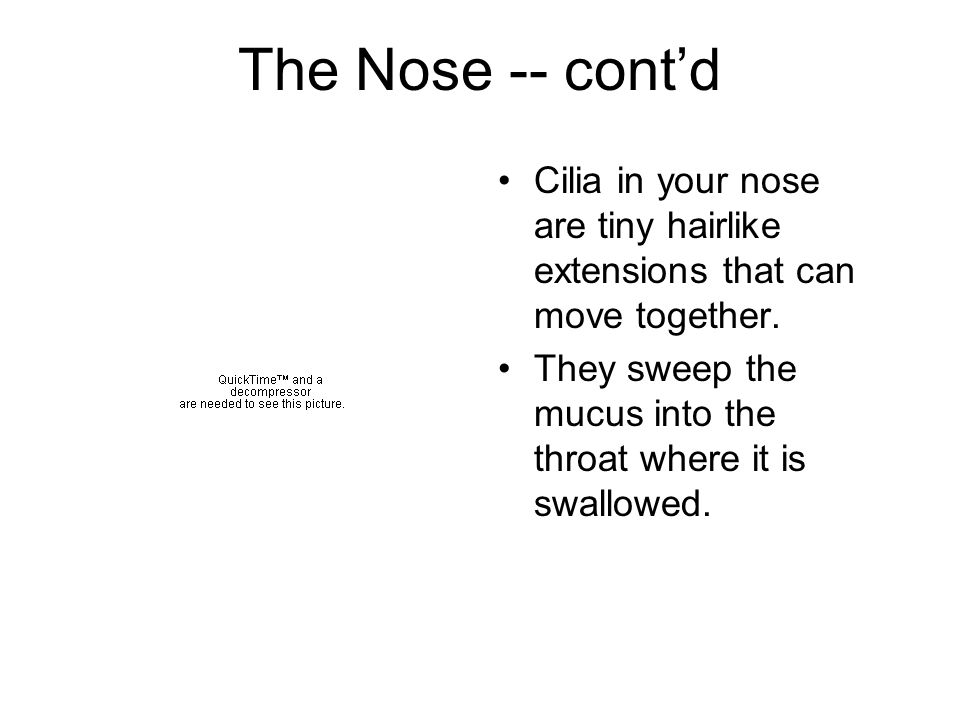 The Nose -- cont’d Cilia in your nose are tiny hairlike extensions that can move together.
