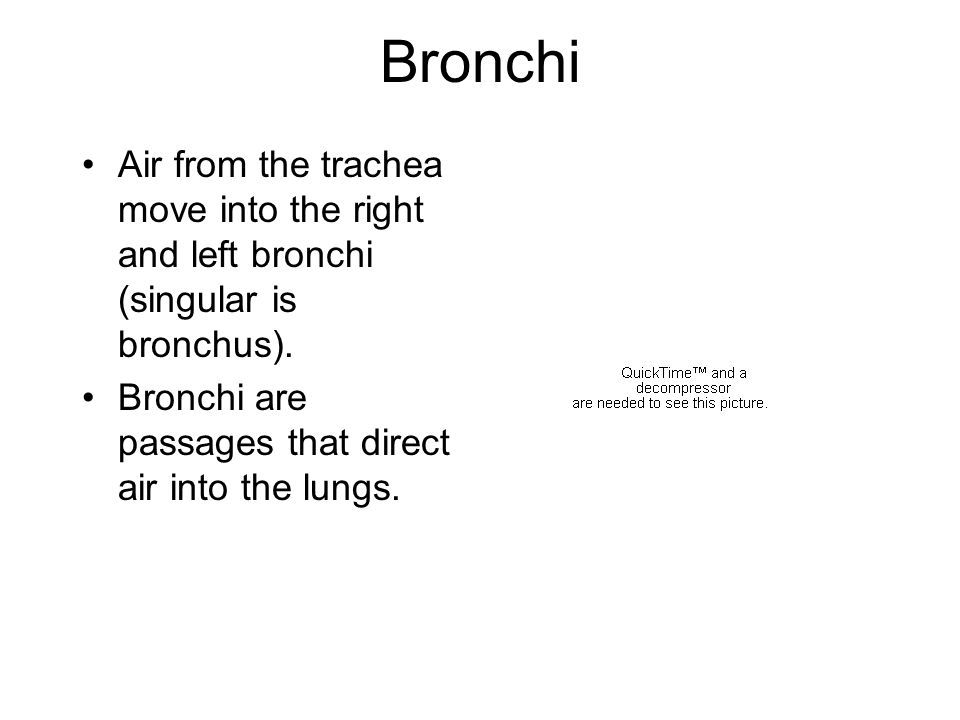 Bronchi Air from the trachea move into the right and left bronchi (singular is bronchus).
