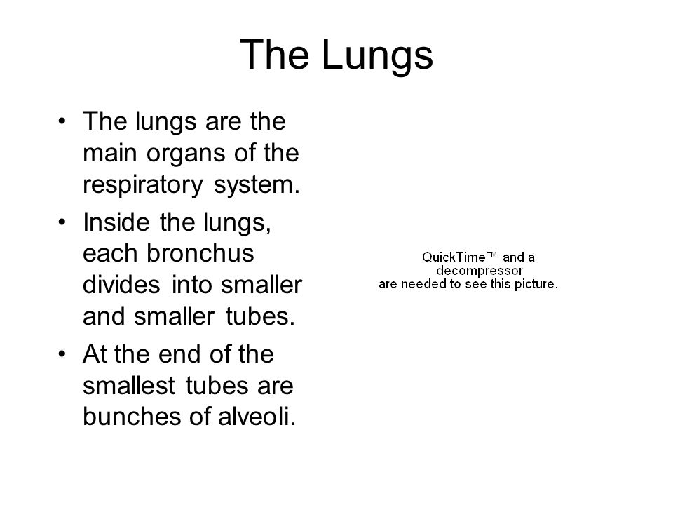 The Lungs The lungs are the main organs of the respiratory system.