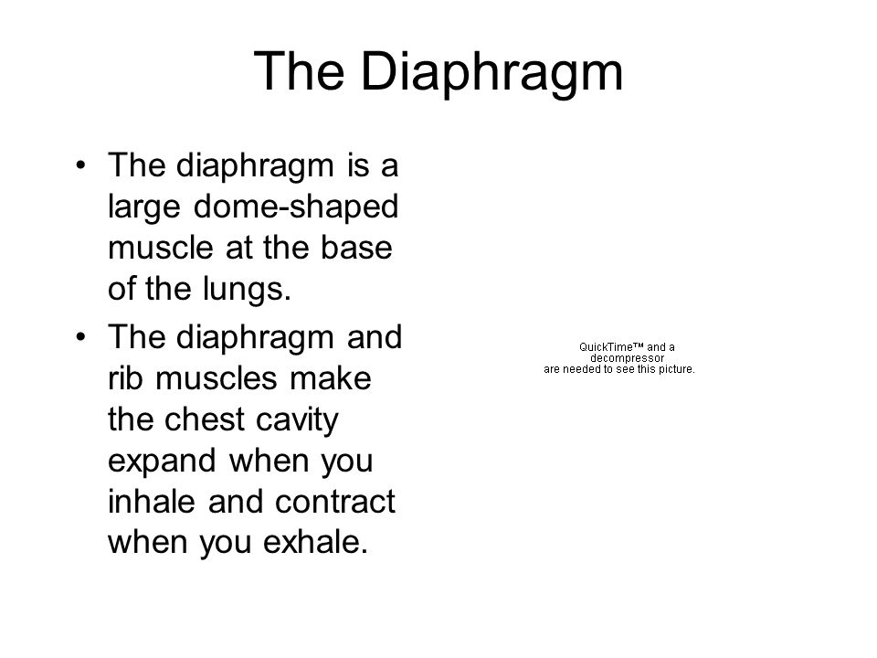 The Diaphragm The diaphragm is a large dome-shaped muscle at the base of the lungs.