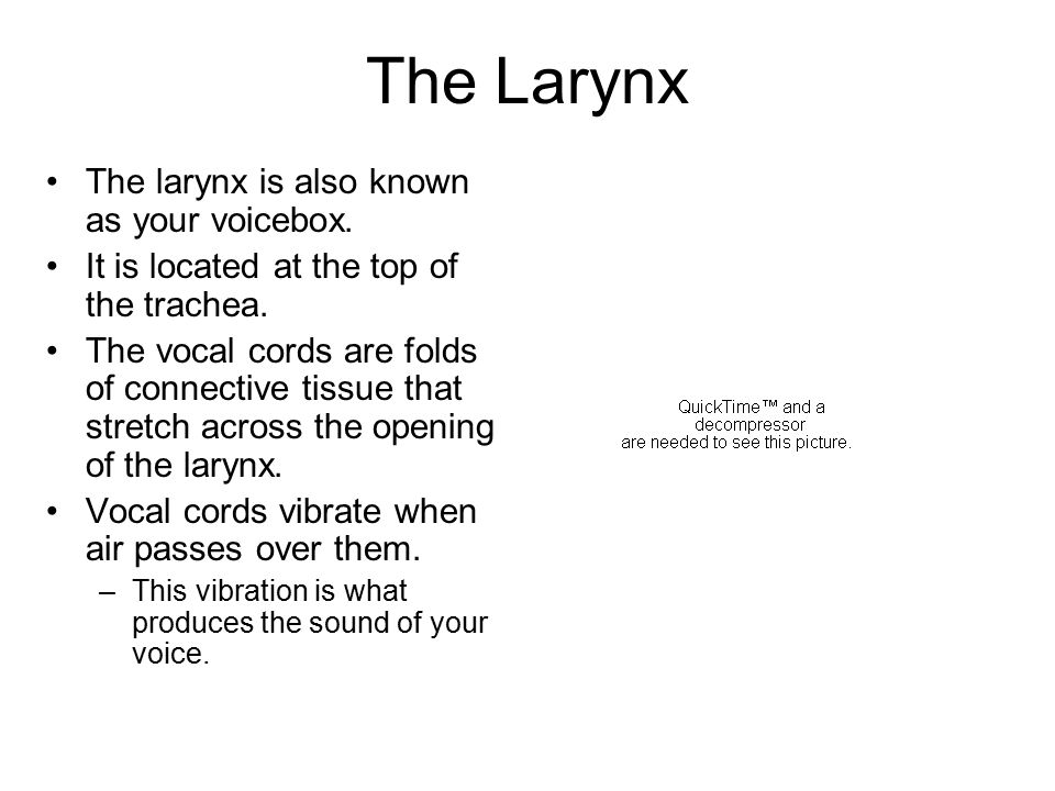 The Larynx The larynx is also known as your voicebox.
