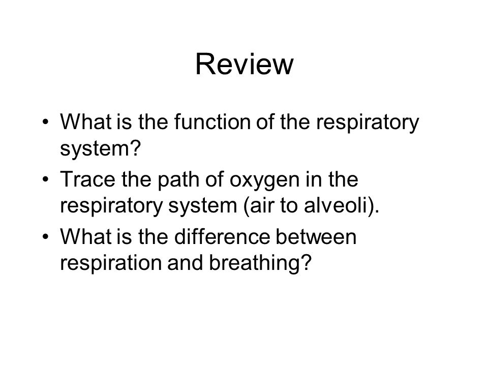 Review What is the function of the respiratory system