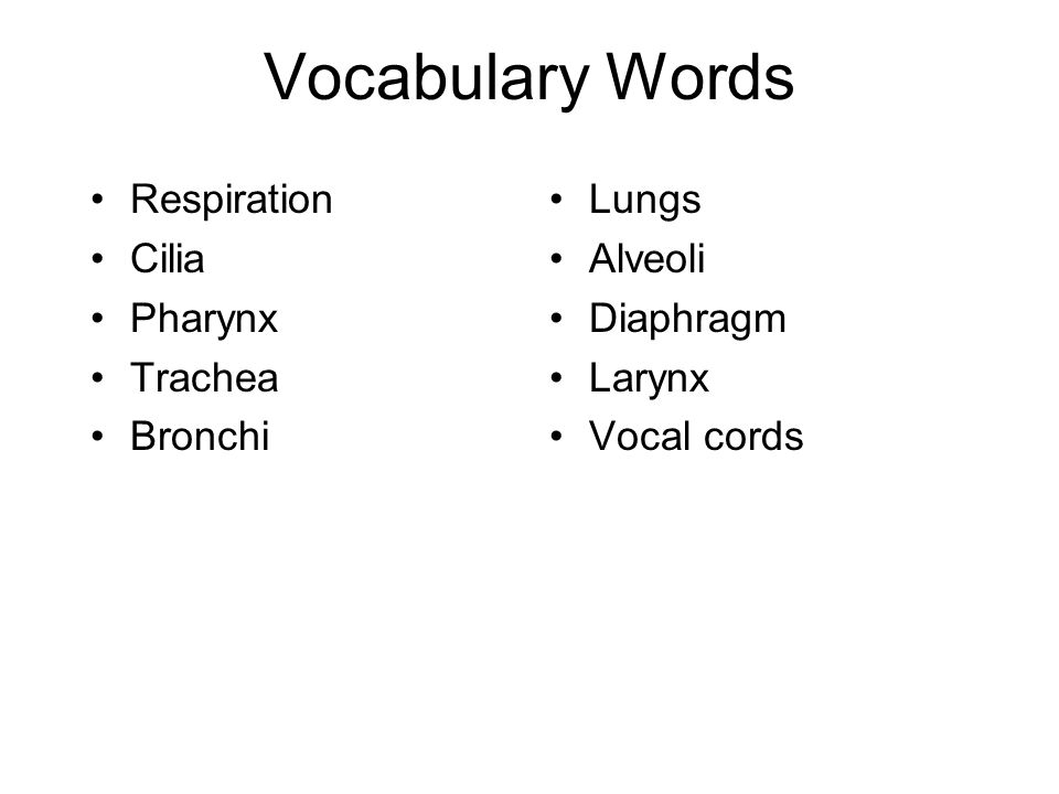 Vocabulary Words Respiration Cilia Pharynx Trachea Bronchi Lungs