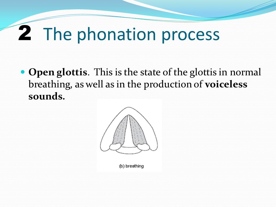 glottis,alveolus the speaker and brought into different positions:narrow glottis