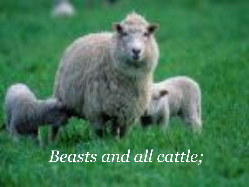Beasts and all cattle;