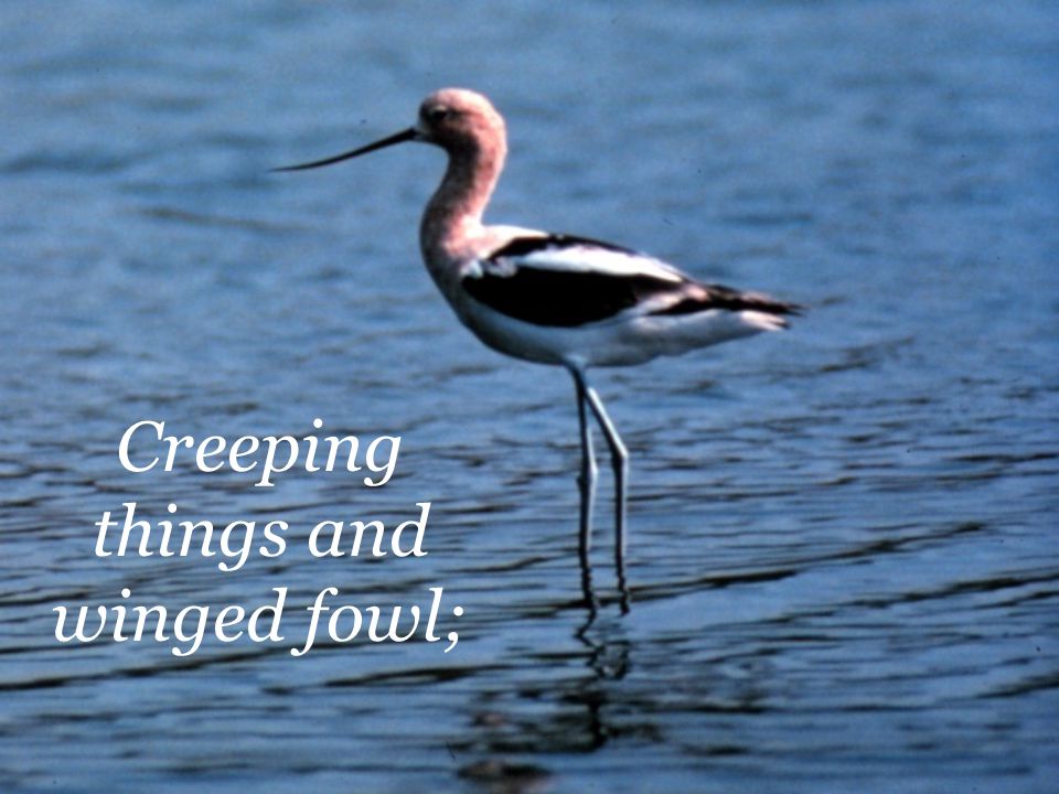 Creeping things and winged fowl;