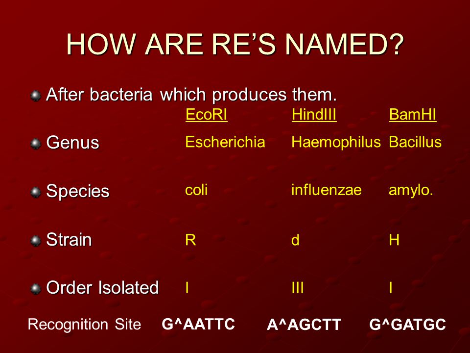 HOW ARE RE’S NAMED After bacteria which produces them. Genus Species