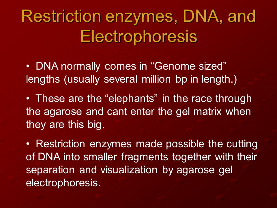 Restriction enzymes, DNA, and Electrophoresis