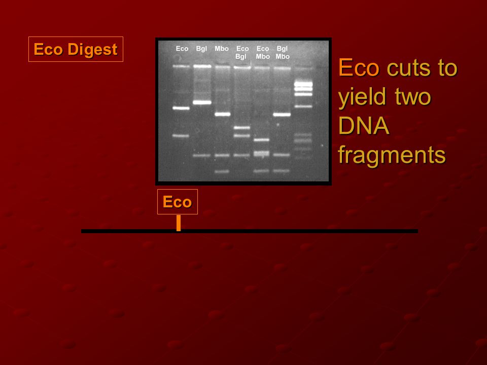 Eco cuts to yield two DNA fragments