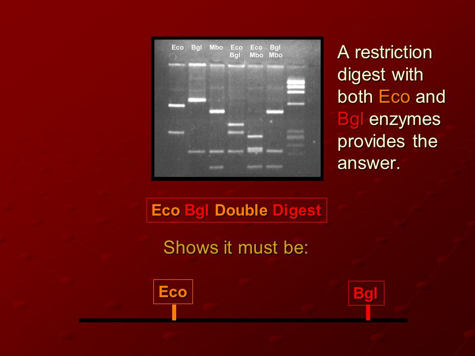 A restriction digest with both Eco and Bgl enzymes provides the answer.