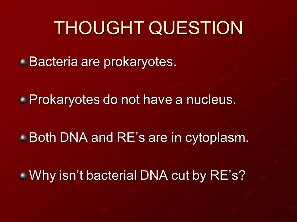 THOUGHT QUESTION Bacteria are prokaryotes.