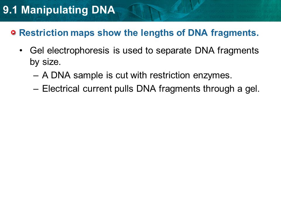 Restriction maps show the lengths of DNA fragments.