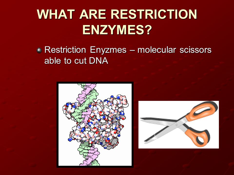 WHAT ARE RESTRICTION ENZYMES