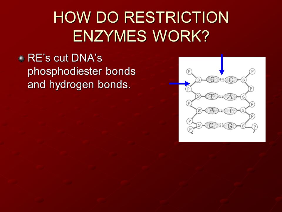 HOW DO RESTRICTION ENZYMES WORK